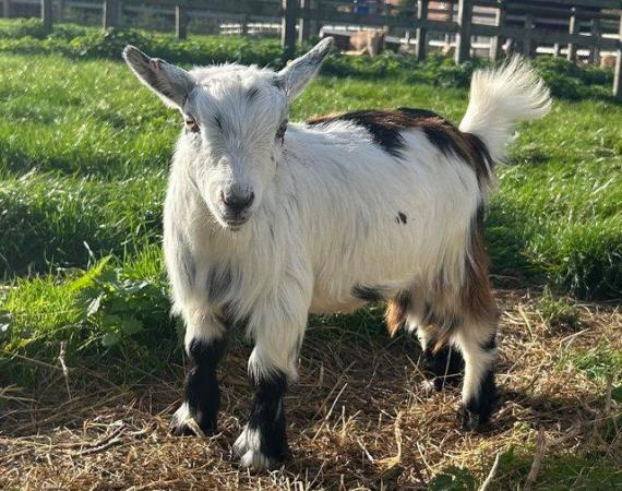 Image 2 of Two female Pygmy goats for sale