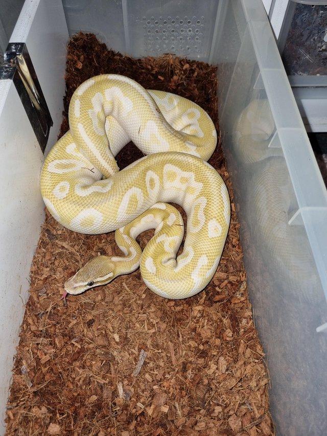 Preview of the first image of Cb20 mojave Special (crystal) male ball python.