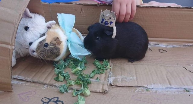 Preview of the first image of Male and Female Guinea Pig looking for new home.