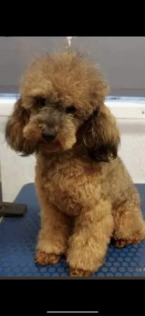 Image 1 of Red sable toy poodle stud