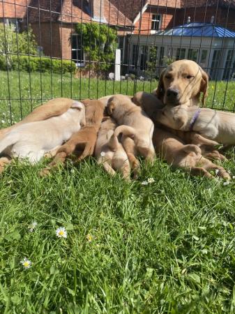 Image 2 of Red and blonde labrador puppies for sale!