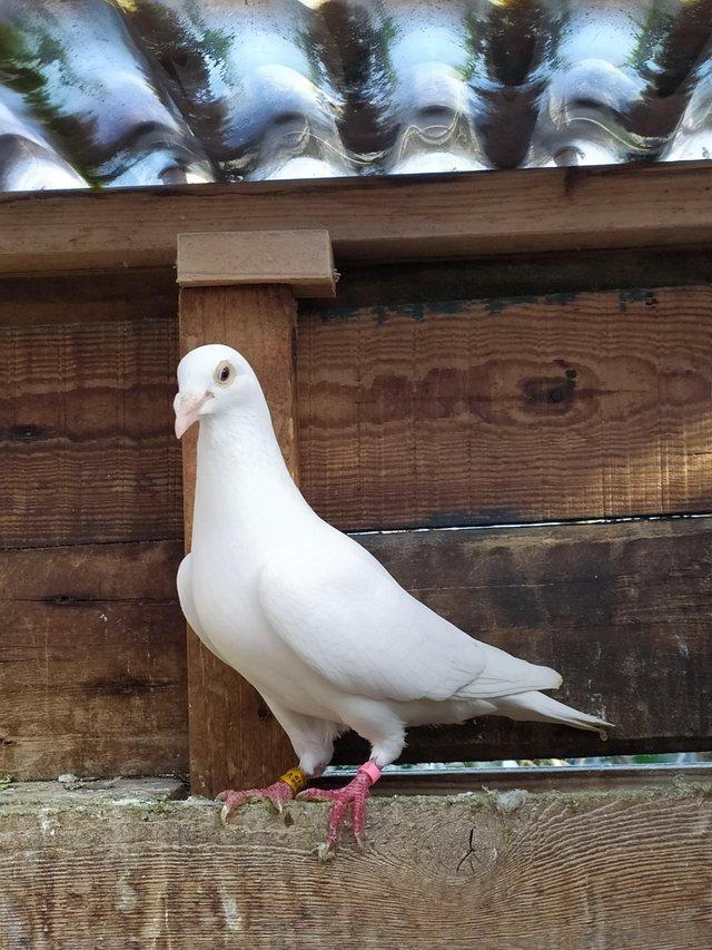 Preview of the first image of PURE WHITE RACING PIGEON FOR SALE.
