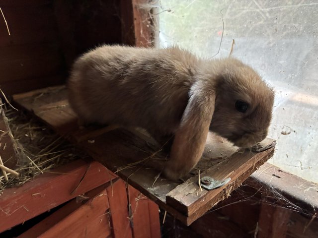 Mini lop baby boy bunny — photo 4 of 4
