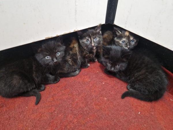 Image 8 of 9 weeks old kittens - 2 black males, 2 tortoiseshell females