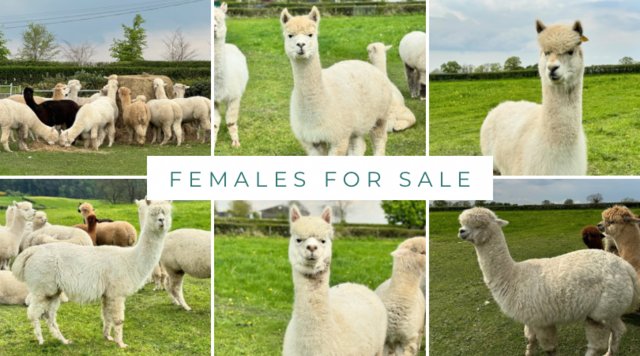 Image 1 of Female alpacas - pregnant and pets