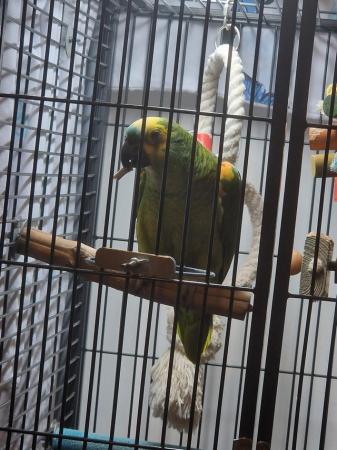 Image 3 of Blue front Amazon male parrot for sale