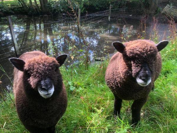 Image 3 of Ryeland Lambs Really beautiful. From £95