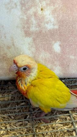 Image 1 of Hand reared baby conures Various different mutations
