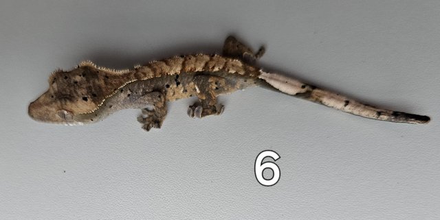 Image 9 of Juvenille Crested geckos