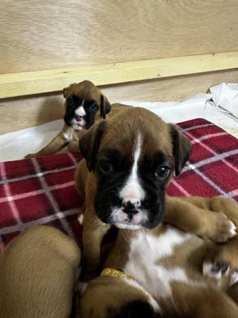 Image 10 of 2 Kc registered Boxer puppies