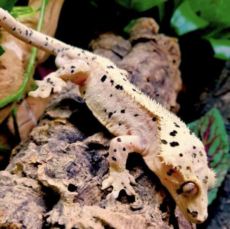 Image 1 of WANTED female Dalmatian crested gecko