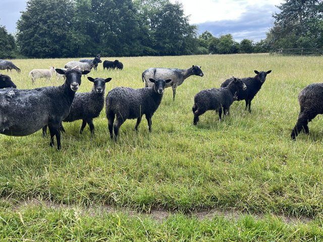 Sturdy Gotland wether lambs — photo 3 of 3