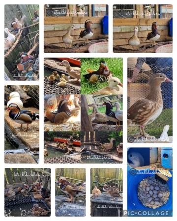 Image 1 of Mandarin hatching eggs for sale