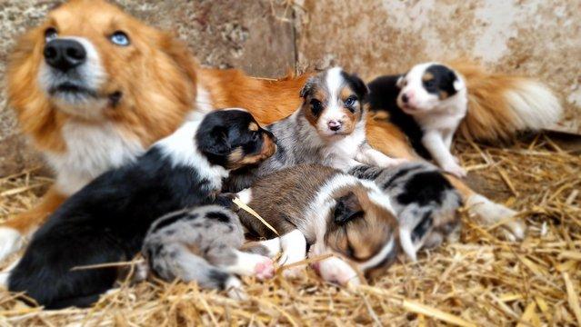Image 2 of CARIAD litter of Welsh Sheepdog Border Collie pups