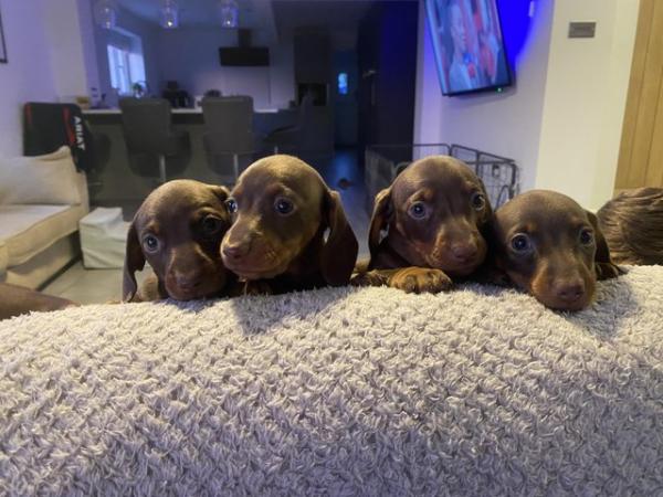 Image 7 of dachshund miniature puppies READY TO LEAVE NOW