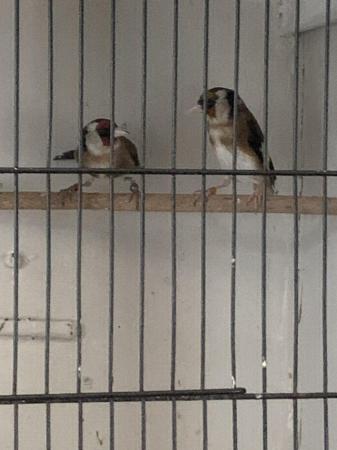 Image 1 of Two lovely finches . We have here