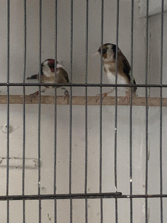 Preview of the first image of Two lovely finches . We have here.