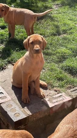 Image 6 of Beautiful KC registered Fox red Labrador boy pup