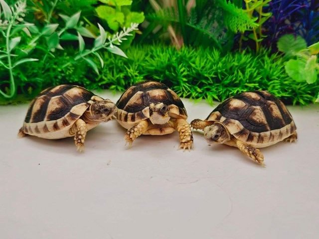 Preview of the first image of Huge range of tortoise available.