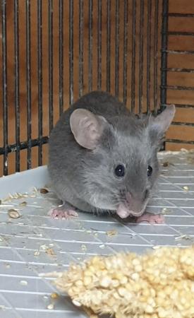 Image 6 of Variaty of mice available (both sexes)