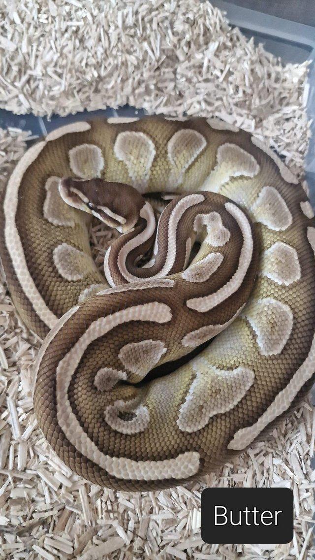 Preview of the first image of Adult ball python for sale!!!!!.