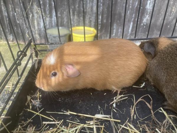 Image 2 of Guinea pigs for sale boys and girl