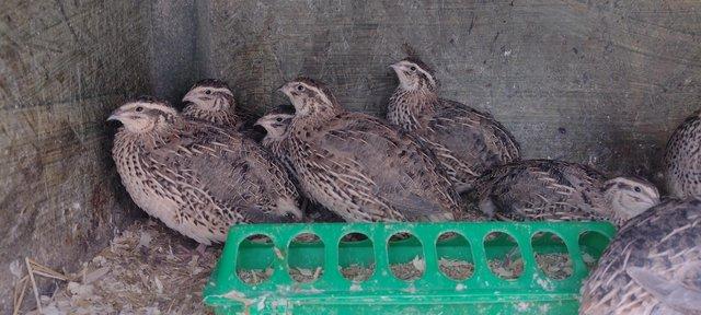 Preview of the first image of True jumbo pharaoh quail POL hens.