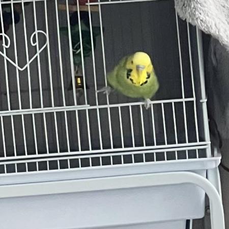 Image 3 of X2 Budgies plus cage, food and toys