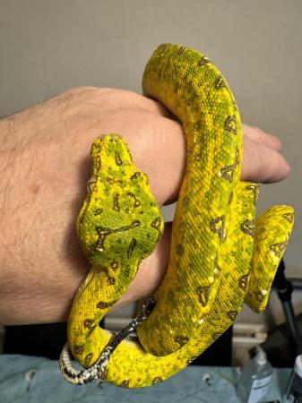 Image 1 of BIAK GTP Snake Green Tree Python 2 years old