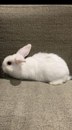 Image 4 of Outstanding beautiful male pure breed mini lop (ready now)