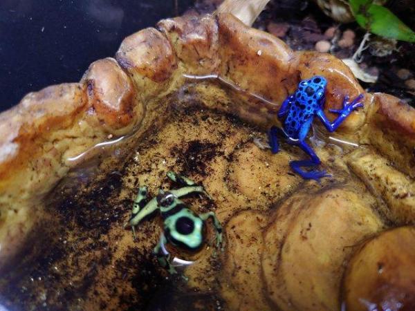 Image 4 of Dart Frogs - Various Colours and Patterns
