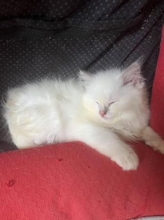 Image 20 of Last Gorgeous lilac male Ragdoll kitten ready now!