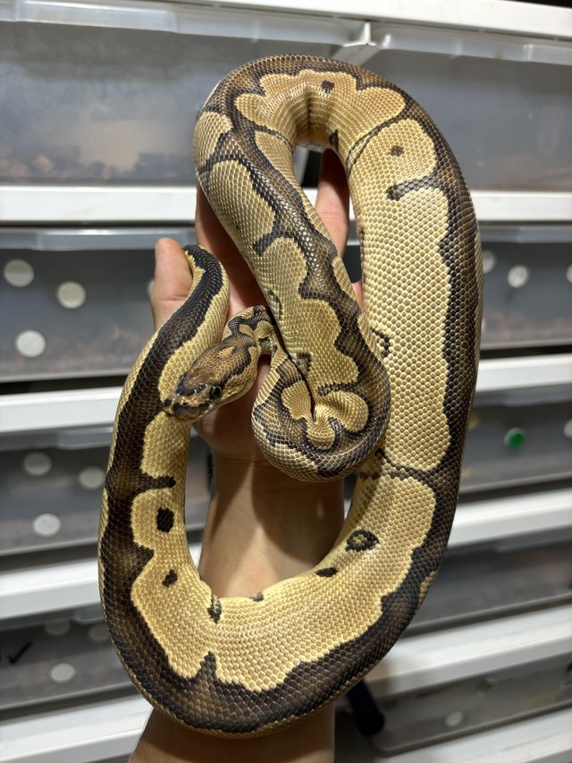 Preview of the first image of Cutting down Ball Python collection - **UPDATED**.