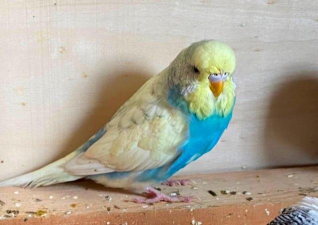 Image 6 of Why pay pet shop prices for your budgies ?
