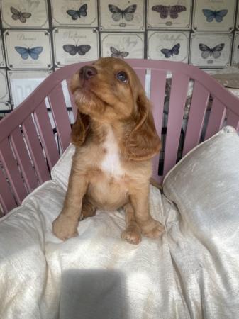 Image 7 of Gorgeous Cocker spaniel puppies ready to leave next week