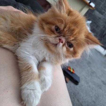 Image 9 of Pure breed Persian kittens for sale. Two gorgeous boys.