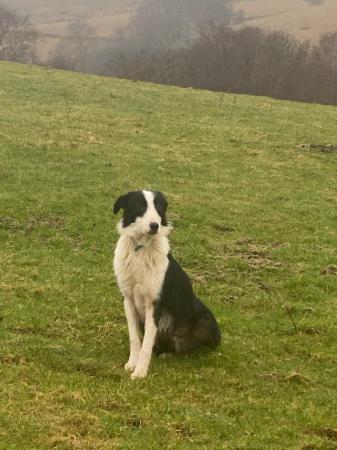 Image 1 of 1 YEAR OLD BLACK AND WHITE BORDER COLLIE BOY FOR SALE
