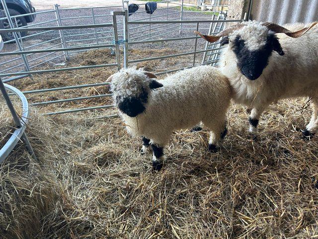 Preview of the first image of Pedigree Valais Blacknose ewes.