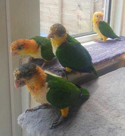 Image 32 of Hand Reared Yellow Thighed Caiques