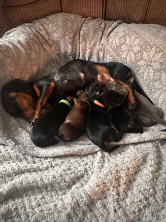 Image 5 of 5 week old boy miniature dachshund puppies.