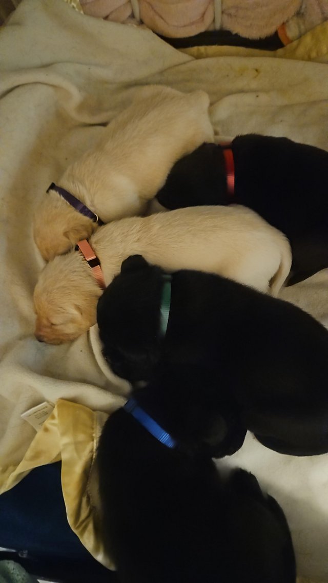 Preview of the first image of Labrador Retriever Puppies available.