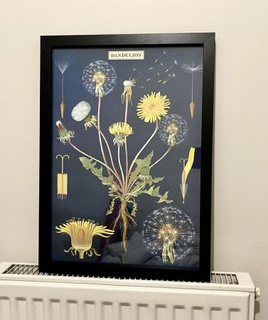 Image 1 of Dandelions A3 framed print art picture 34x45cm