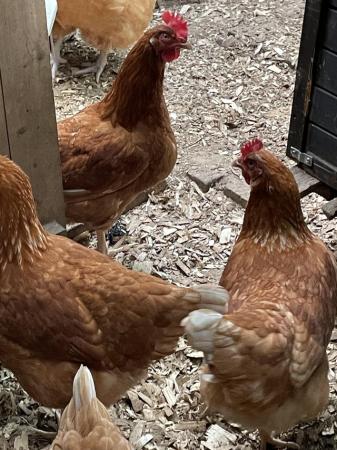 Image 5 of Point of lay hens for sale
