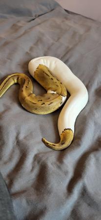 Image 4 of Royal python's for sale a normal a lesser and lemonblast p