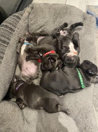 Image 13 of ***ALL SOLD*** - Stunning blue French bulldogs KC registered