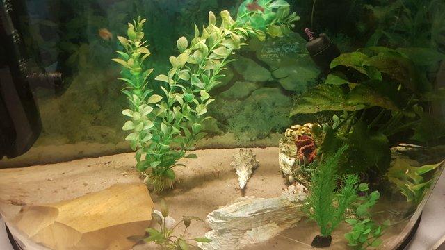 Image 4 of Half moon fish tank with 5 fish