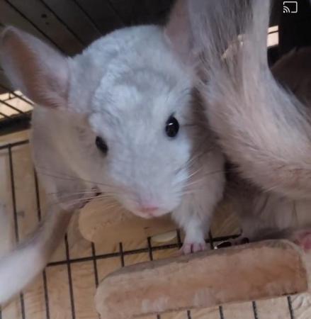 Image 5 of Female chinchillas for sale. Beige and white-viole from £140