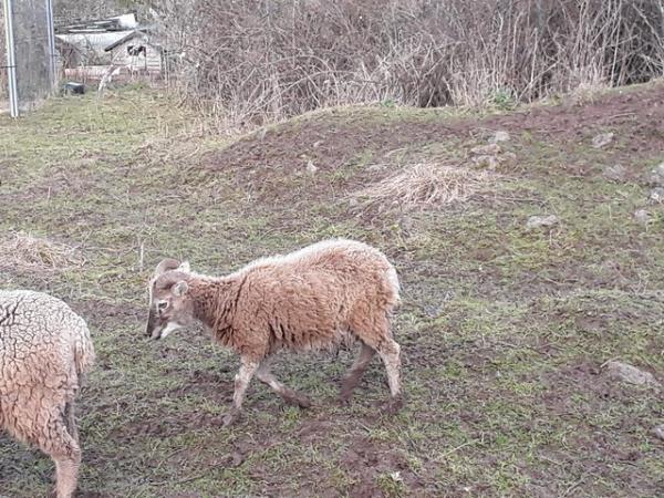 Image 2 of Castlemilk moorit ram lamb, born spring 2023. Offers