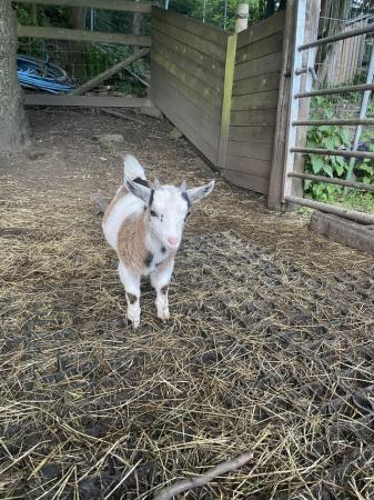 Image 2 of Pygmy goats for sale W Yorks