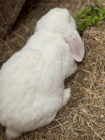 Image 3 of French lop doe for sale